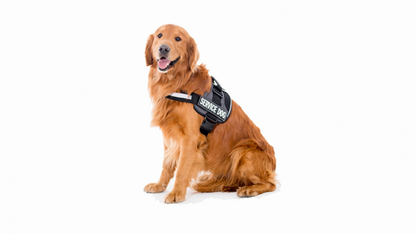assistance dog