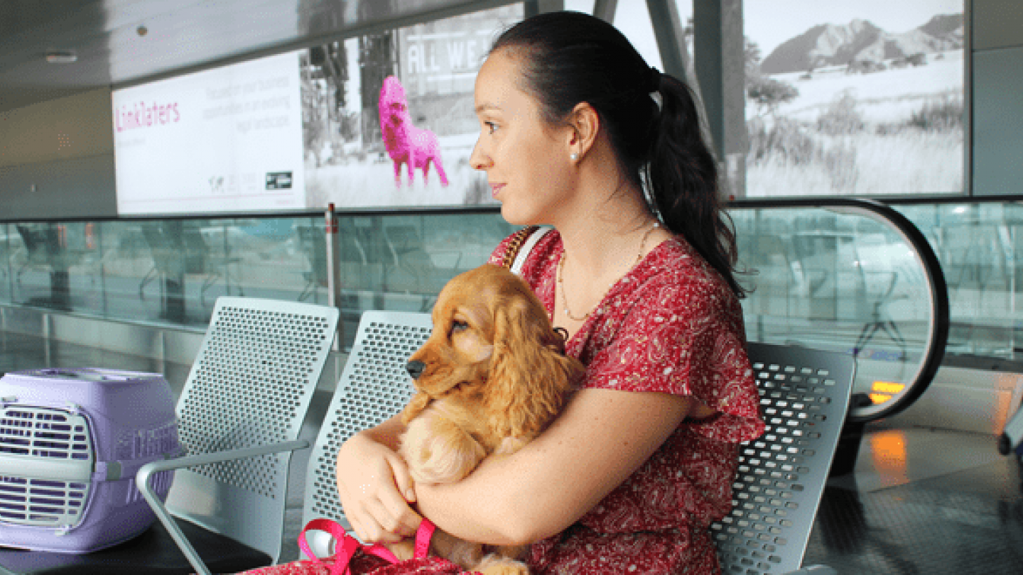 New Travelling with animals