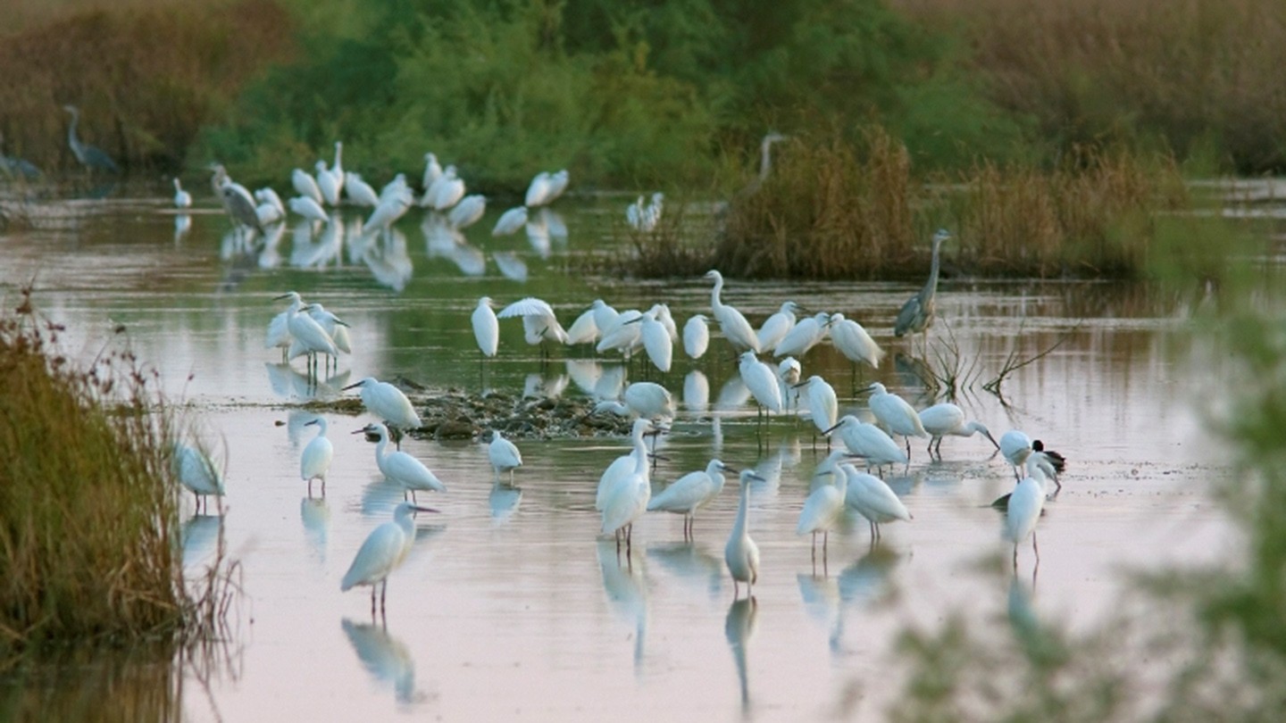 Flamingos