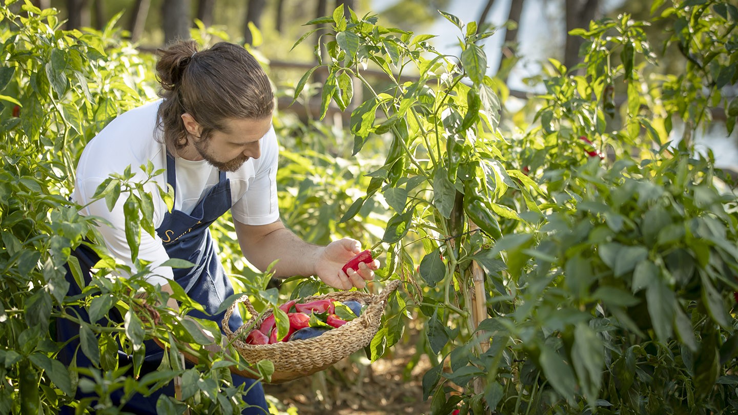 vegetable garden